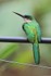 Male Rufous-tailed Jacamar, Pantanal, Brazil