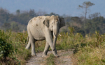Elephants crossing
