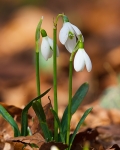 No.0001. Snowdrop