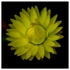 Flowers - Studio Series-4