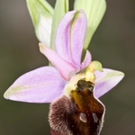 Tyrhennian Ophrys (Ophrys tyrrhena)