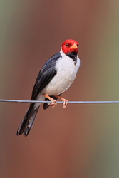 Yellow-billed Cardinal, Pantanal, Brazil