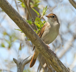 Nightingale