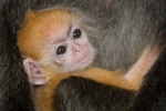 Baby Silverleaf