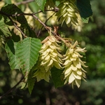 European hop-hornbeam (Ostrya carpinifolia