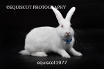 equiscot1977
