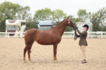 Class 318 - IH Part Bred Horse-Pony portfolio