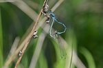 May 2012 - Common Blue Damselflies