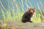 Brown Bear cub sitting on sand dune, Silver Salmon Creek, Alaska
