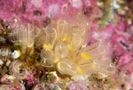 Clavelina lepadiformis