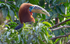 Rufous-necked Hornbill Male