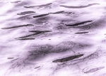 Violet_RLP0024