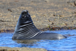 Elephant Seal in shallow water, Carcass Island, Falklands