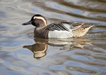 Garganey 1
