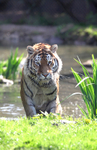 Siberian Tiger