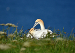 Gannets