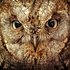 BBO-04-Boobook Owl