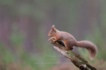 Red squirrel