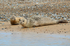 Common Seals