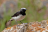Pied Wheatear (m)