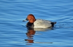 Common Pochard