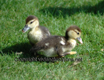 Duckling Twins