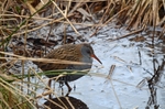 Water Rail