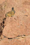 Southern Mountain Viscacha, Antofagasta Region, Chile