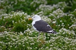 Great Black-backed Gull