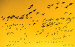 Geeses at Wexford Wildlife Reserve in County Wexford