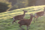 Red Deer _AN070