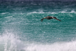 Southern Giant Petrel flying between waves, Volunteer Point, Falklands