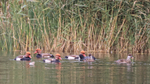 Red-crested Pochards (male & female), Tar Lakes, Oxfordshire