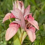 Scarce Serapias (Serapias neglecta)