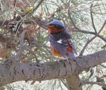 White Throated Rock Thrush