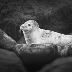 Animals portfolio