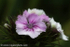 RAL_D7A7685
