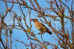 Waxwing