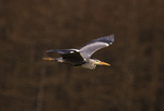 GREY HERON 2