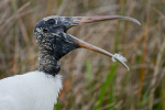 Wood Stork