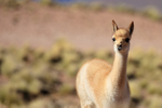 Close view of young Vicuna, Laguna Miscanti, Chile