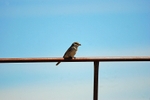 Woodchat Shrike