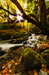 Autumn Light