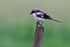 Common Fiscal (juvenile) perched on a fence post at Kenana Farm, Kenya