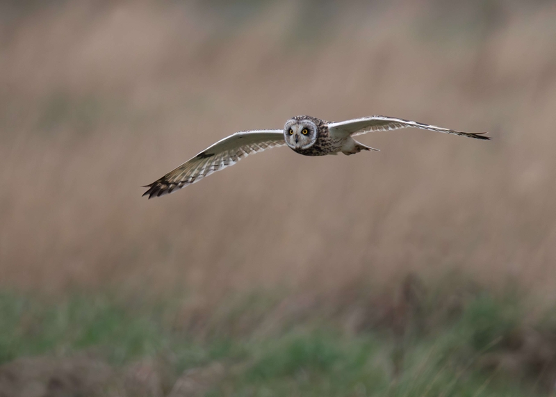 Short Eared Owl