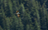 Afternoon Flight