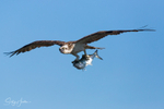 Osprey with Greenback 2
