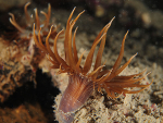 Aiptasia couchii