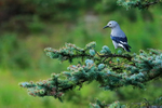 Clark's Nutcracker portfolio