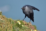 Jackdaw